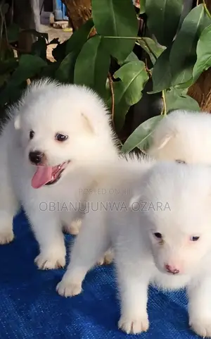 1-3 months Female Purebred American Eskimo