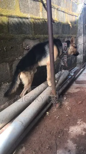 1+ year Male Purebred German Shepherd