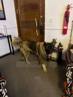 1+ year Male Purebred Caucasian Shepherd