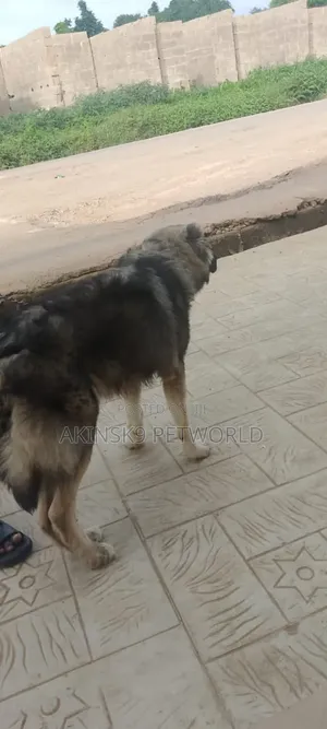 6-12 months Male Purebred Caucasian Shepherd