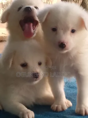 1-3 months Male Purebred American Eskimo