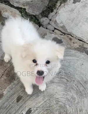 1-3 months Male Purebred American Eskimo
