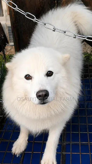 1+ year Male Purebred American Eskimo