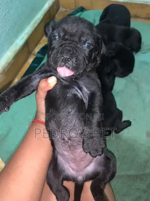 1-3 months Male Purebred Cane Corso