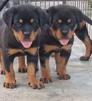 1-3 months Female Purebred Rottweiler
