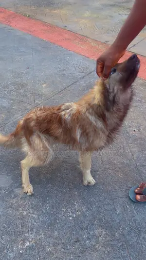 3-6 months Female Purebred Caucasian Shepherd