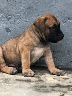 1-3 months Male Purebred Boerboel