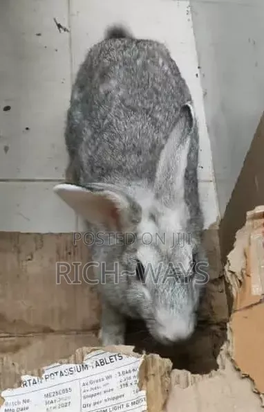 Matured Chinchilla on Heat for Sale