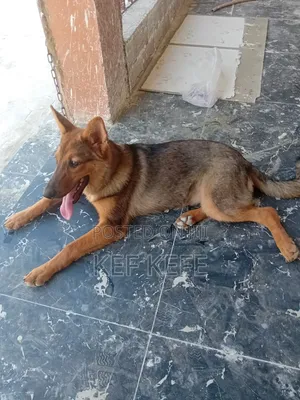 3-6 months Female Purebred German Shepherd