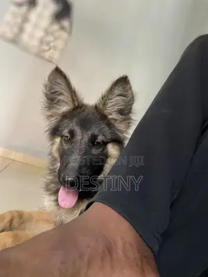 3-6 months Female Purebred German Shepherd