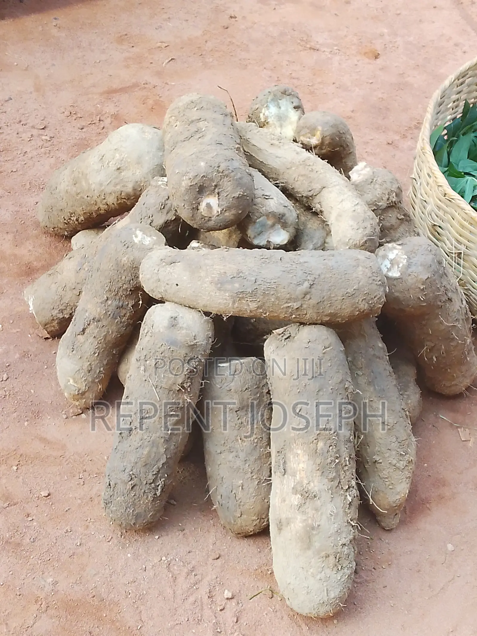 Sure White Yams