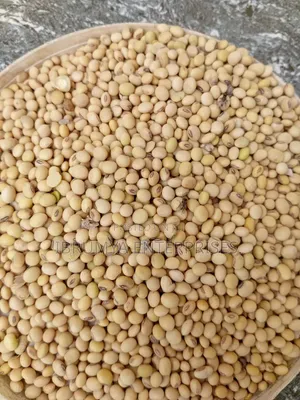 Soya Beans Available for Sale in Commercial Quantity