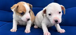 1-3 months Male Purebred American Pit Bull Terrier