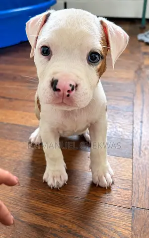 1-3 months Male Purebred American Pit Bull Terrier