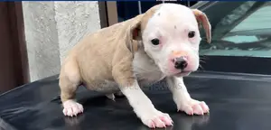 1-3 months Male Purebred American Pit Bull Terrier