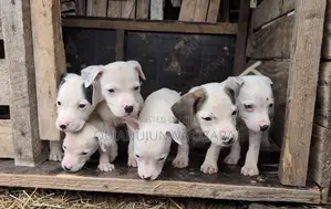 1-3 months Female Purebred American Pit Bull Terrier