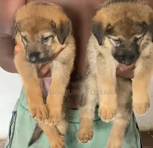 1-3 months Female Purebred German Shepherd