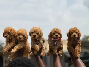 1-3 months Female Purebred Poodle