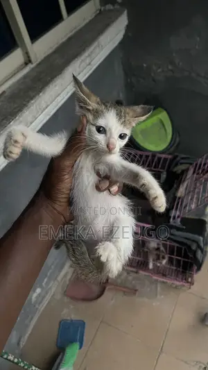 1-3 months Female Purebred Tabby
