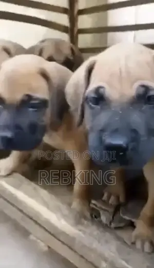 1-3 months Female Purebred Boerboel