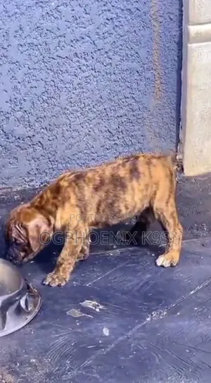 1-3 months Male Purebred Boerboel