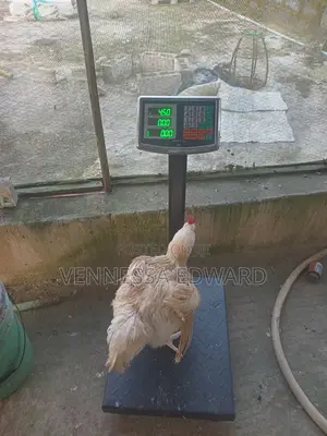 Big 3kg - 4.5kg Broilers