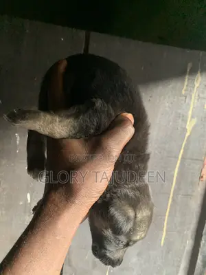 0-1 month Female Purebred German Shepherd