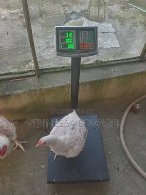 Big 3kg - 4.5kg Broilers