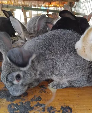 Matured Chinchilla on Heat for Sale
