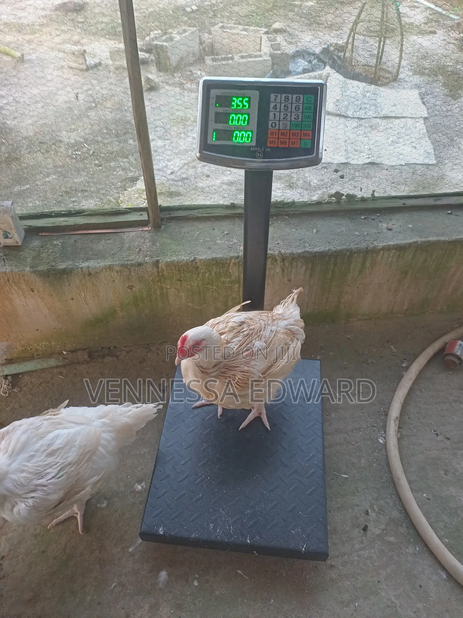 Big 3kg - 4.5kg Broilers