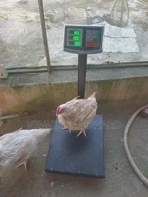 Big 3kg - 4.5kg Broilers