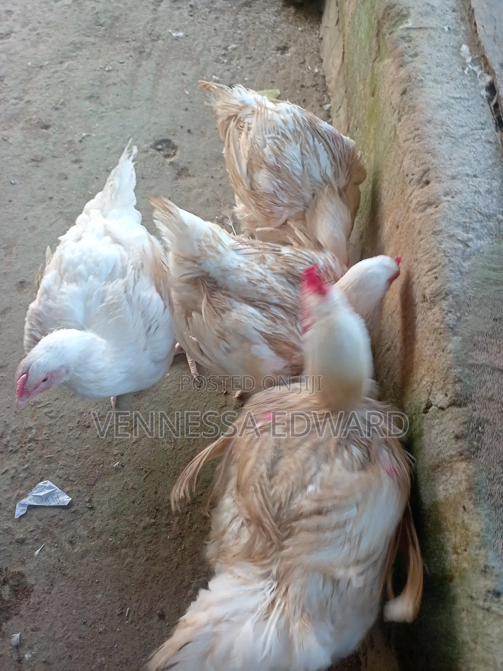 Big 3kg - 4.5kg Broilers