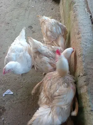 Big 3kg - 4.5kg Broilers