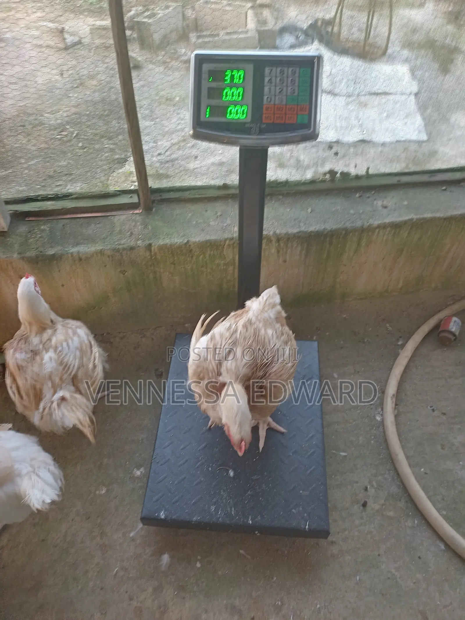 Big 3kg - 4.5kg Broilers
