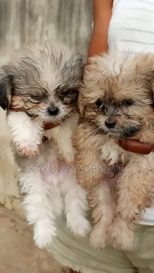 1-3 months Male Purebred Lhasa Apso