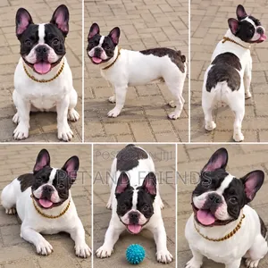 1-3 months Male Purebred French Bulldog