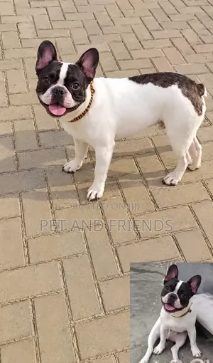 1-3 months Male Purebred French Bulldog