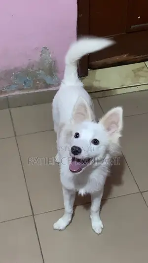 3-6 months Female Mixed Breed American Eskimo