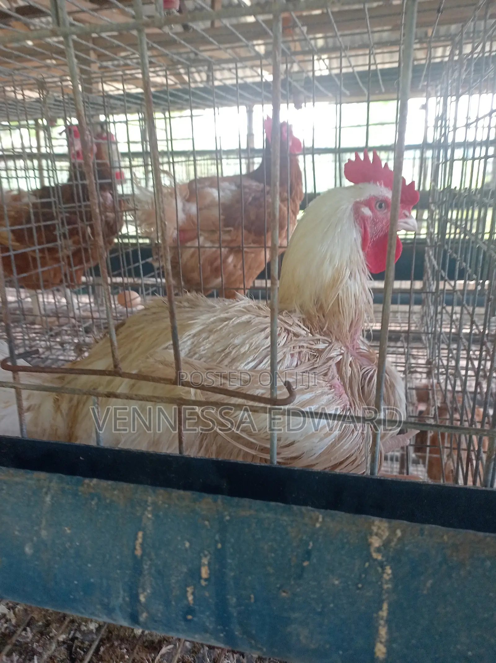 Big 3kg - 4.5kg Broilers