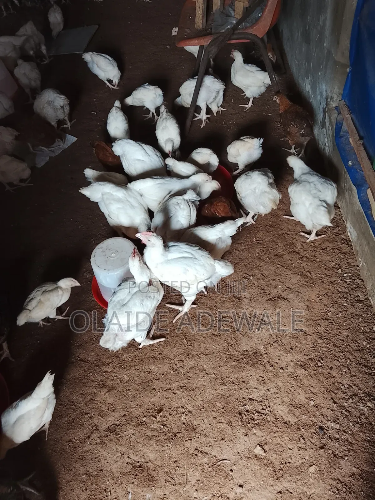 Olasco and Nobles Farms