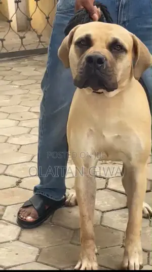 1+ year Male Purebred Boerboel