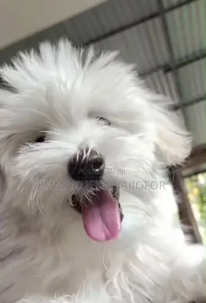 6-12 months Male Purebred Lhasa Apso