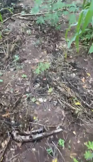 100x100 Land for Sale at Iguiye Community, Edo State.