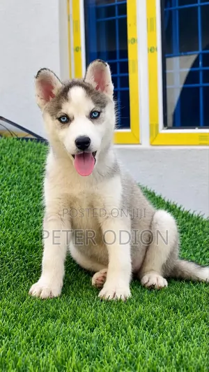 1-3 months Female Purebred Siberian Husky