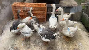 Geese in Ibadan