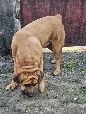 1+ year Female Purebred Boerboel