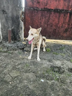 6-12 months Female Purebred Siberian Husky