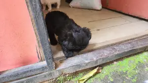 1-3 months Male Purebred Lhasa Apso