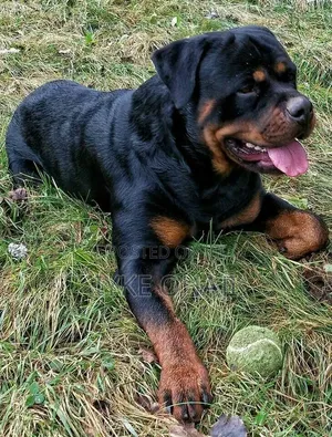1+ year Female Purebred Rottweiler