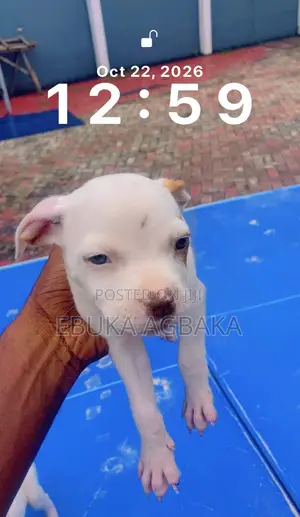 3-6 months Male Purebred American Pit Bull Terrier